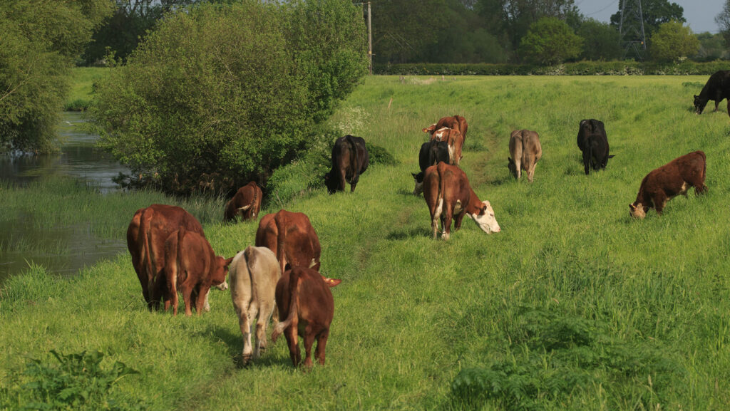 Cattle farmers face new pollution permits