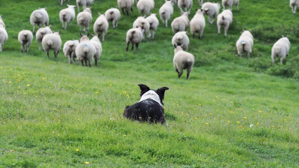Farmer’s wife calls out supermarkets on British sourcing