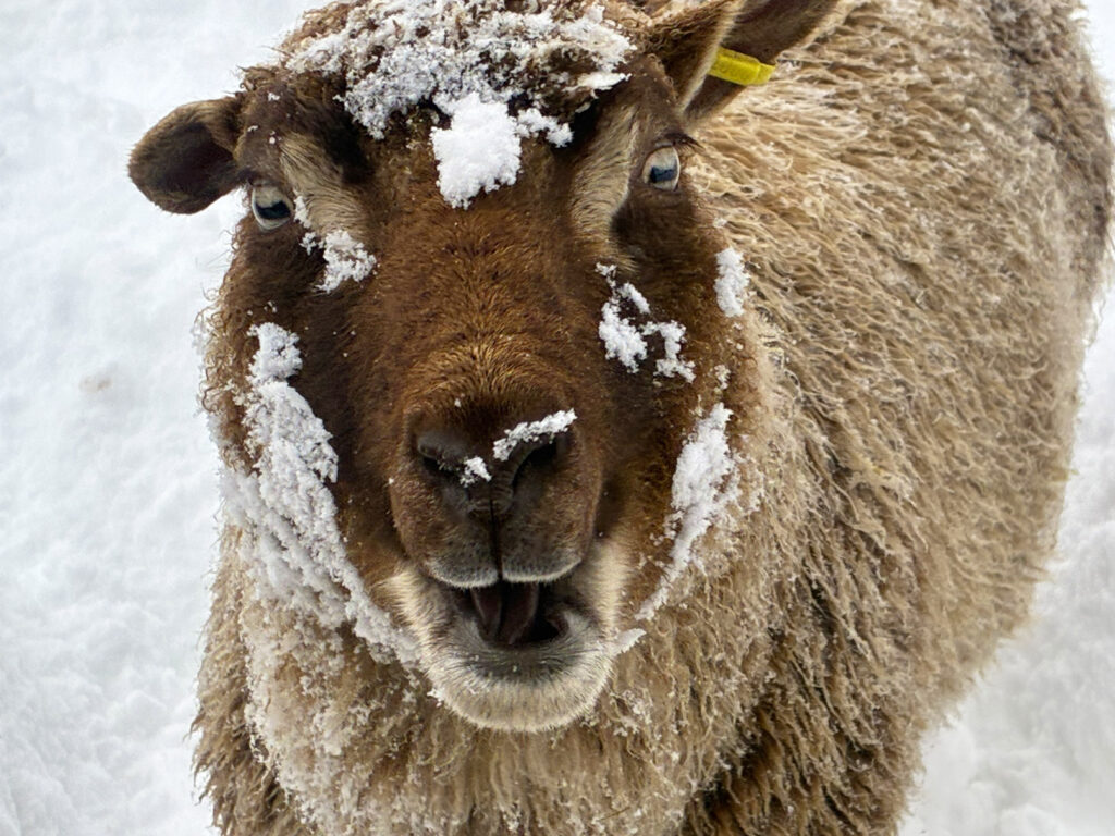 Shetland ewe in the snow
