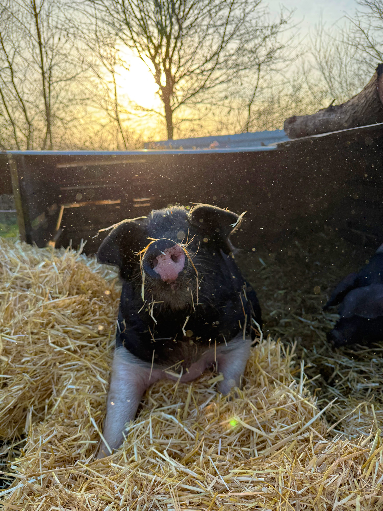 Stacey the pig on a bed of straw 