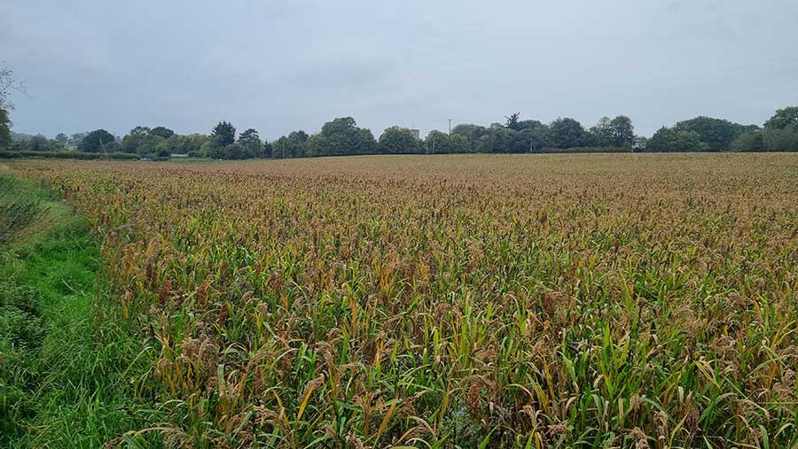 Landscape shot of land