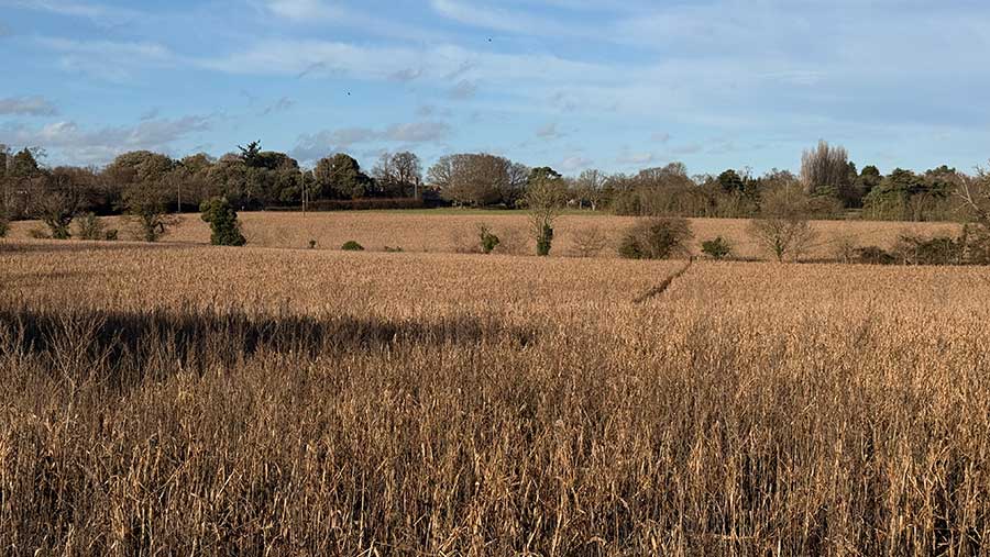 Photo of arable land