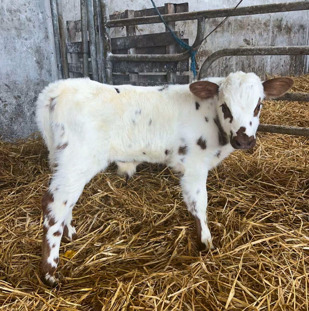 Belgian Blue bull calf