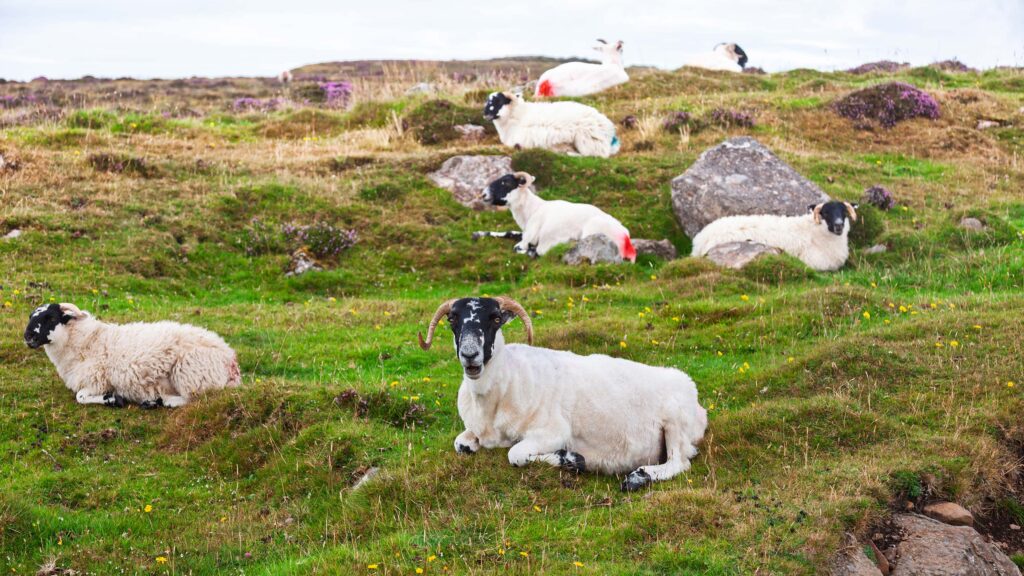 Upland sheep grazing protects stable soil carbon, shows study
