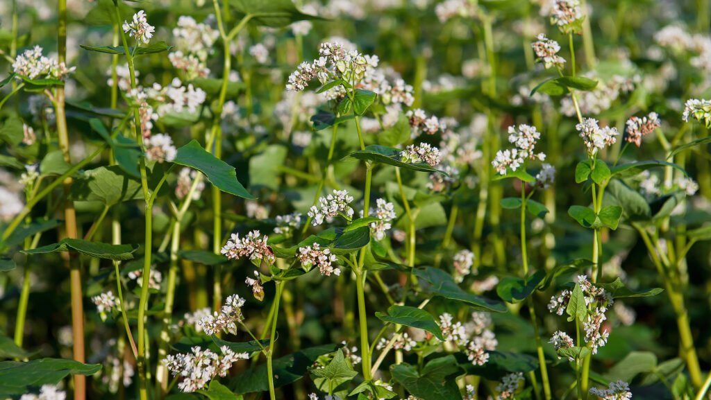 Buckwheat