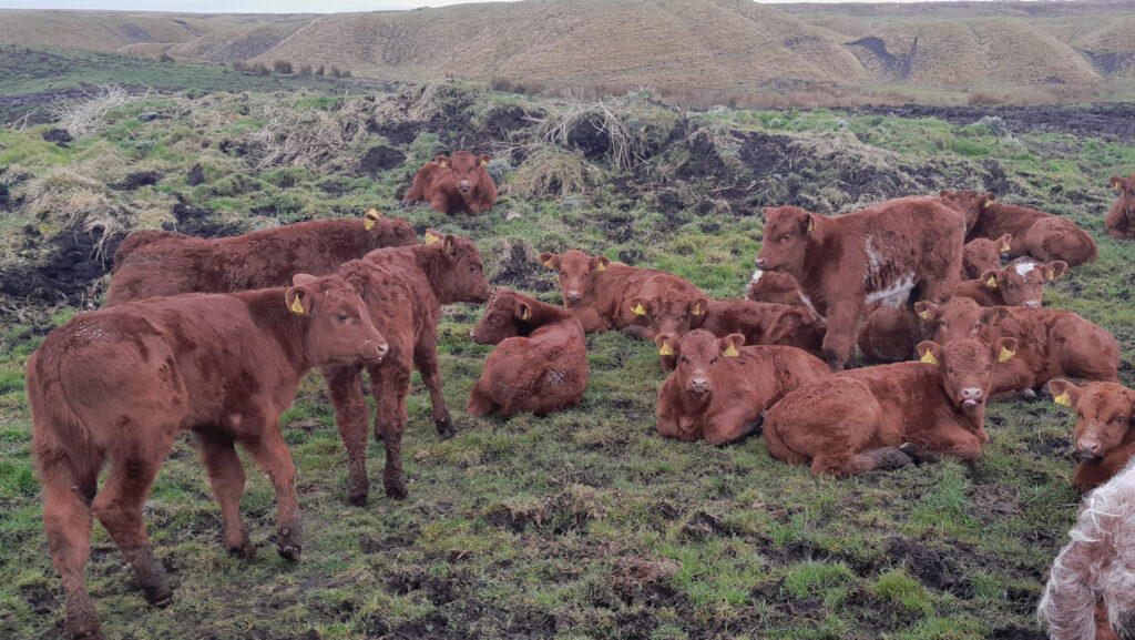 Calves at Lower Chesterhope Farm © David Stanners