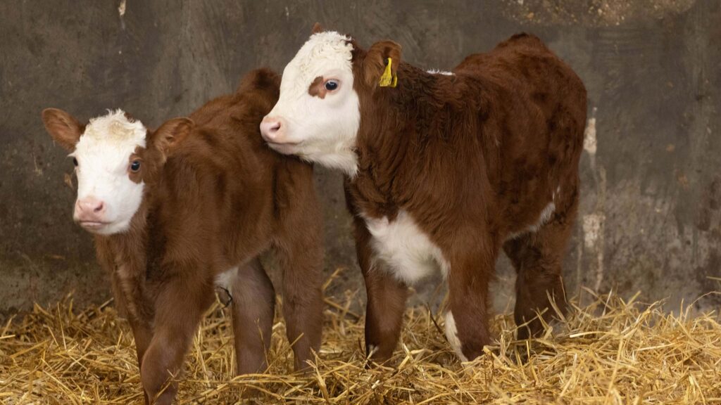 Northern Ireland consults on mandatory EID tags for calves