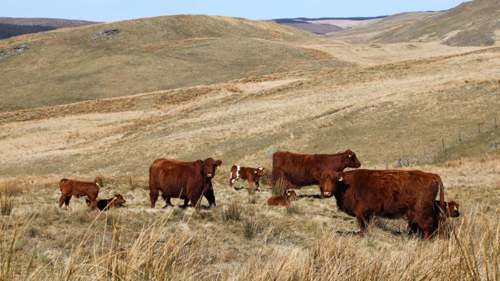 Welsh suckler herd drops 40% over two decades
