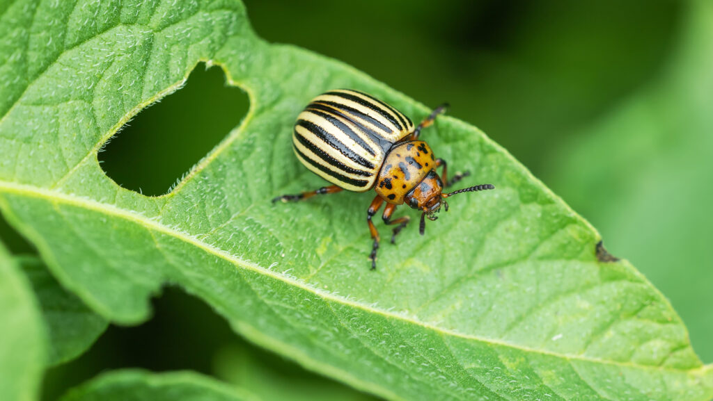 Warmer UK climate raises risk of new pests