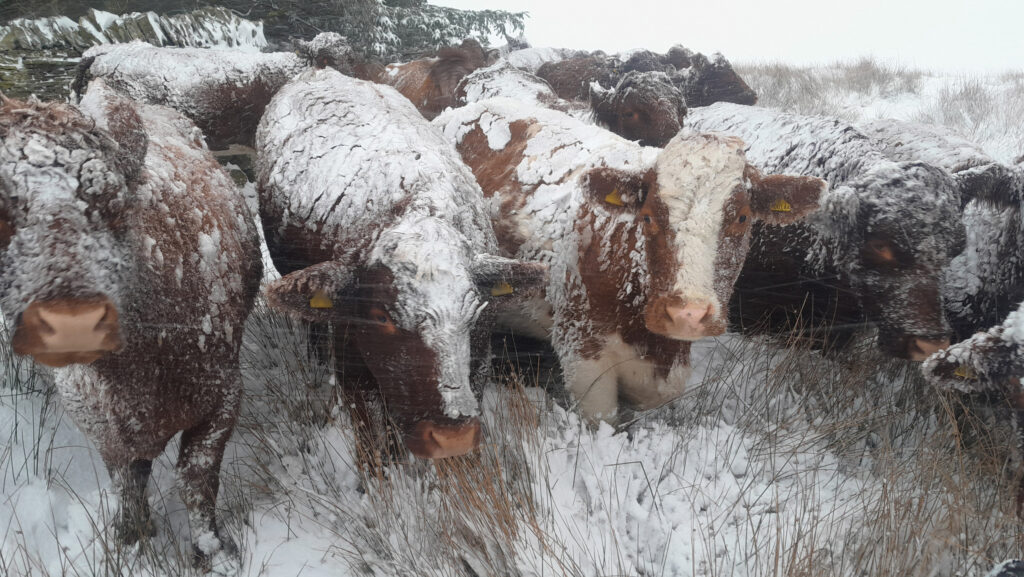 Cows in the snow at Lower Chesterhope Farm