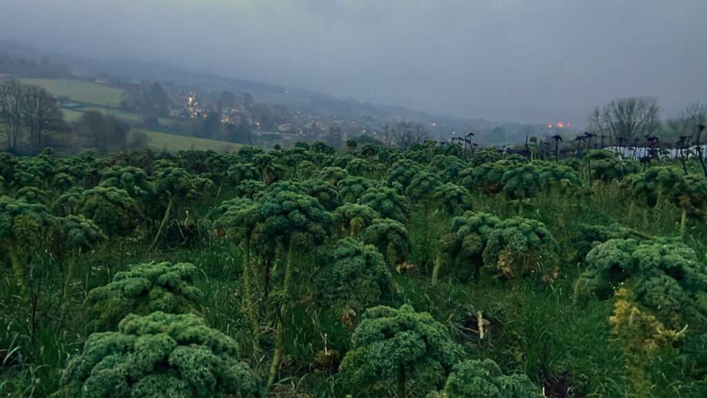 Curly kale plants suffering from disease