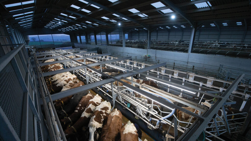 Dairy unit with separate lighting zones