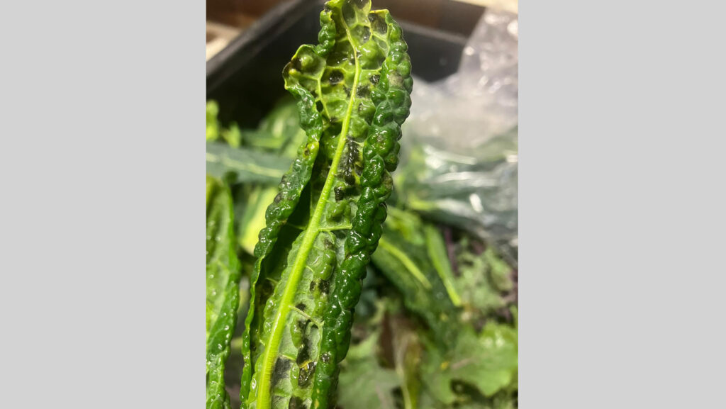 Diseased kale crops 