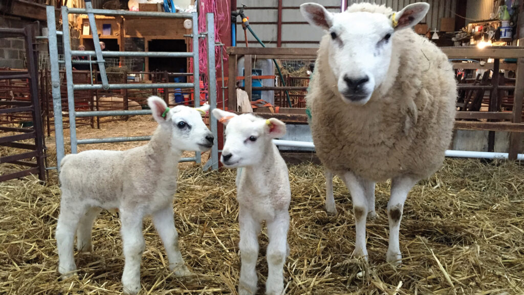 Ewe and lambs from Andy Offer's farm