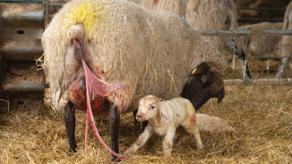 Ewe with new born lamb