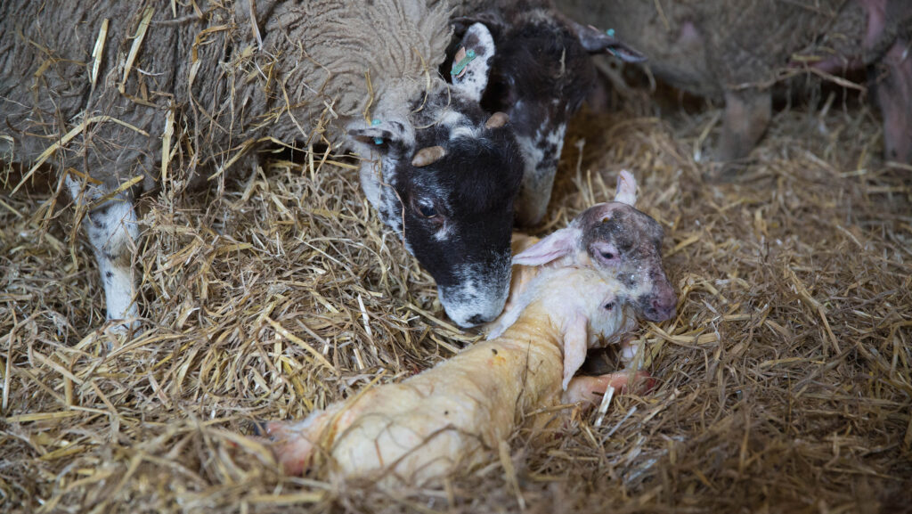 This Week in Farming: Lambing tips, record crops and TB