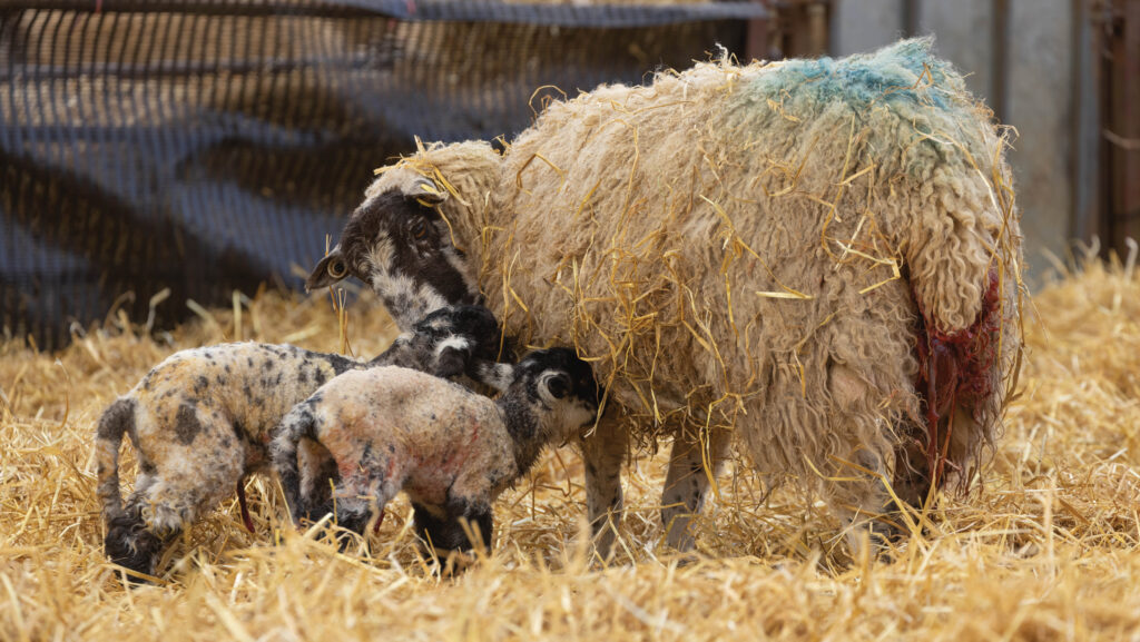 Practical advice on reducing lamb losses from joint ill