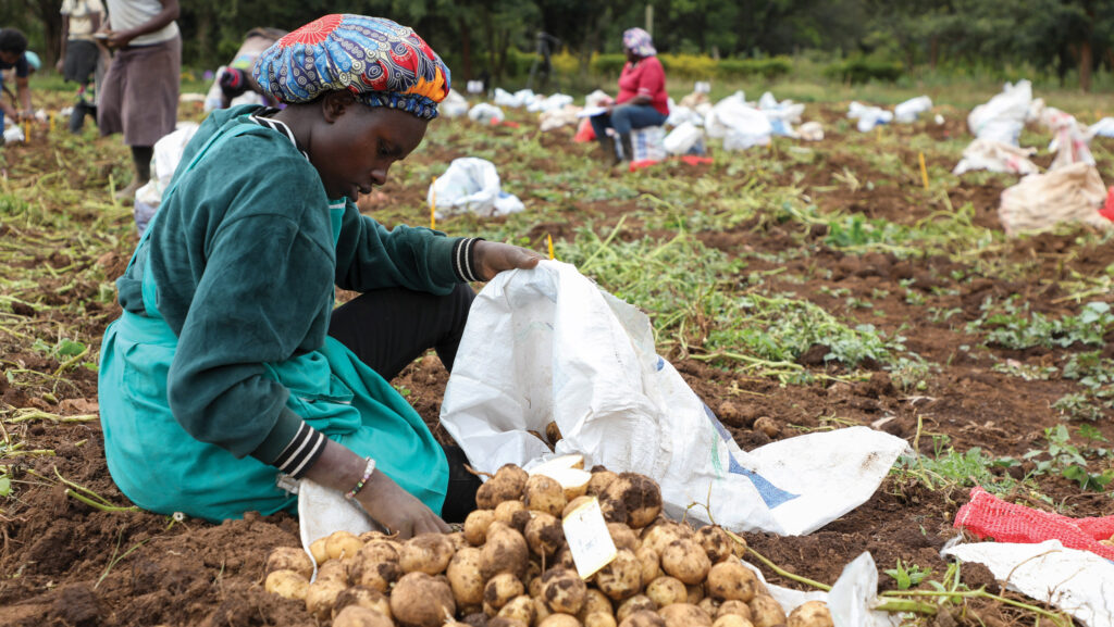 Why Africa is first to benefit from potato seed technology