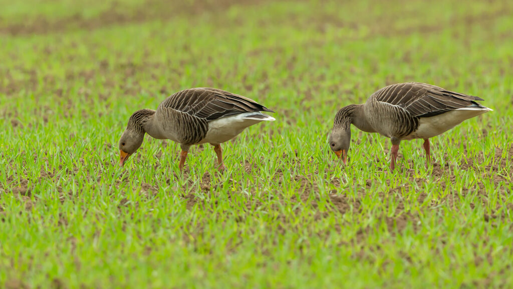 Scots farmers demand action over species management costs
