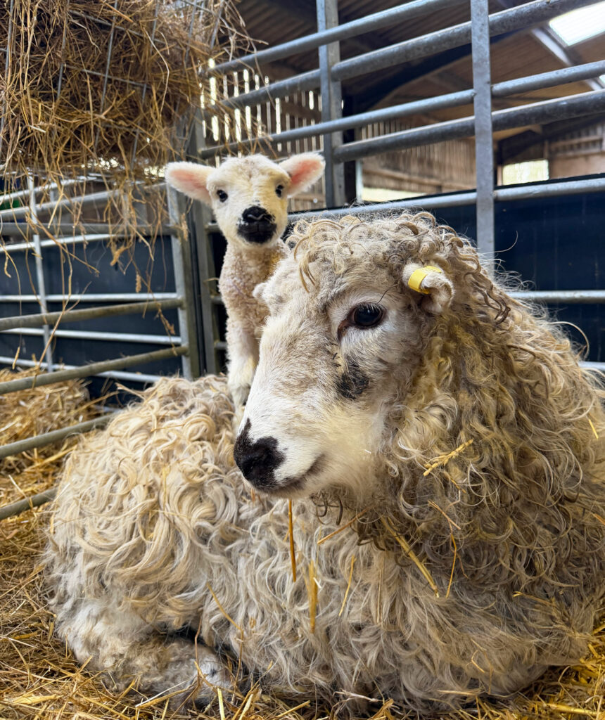 Greyface Dartmoor lamb on ewe's back
