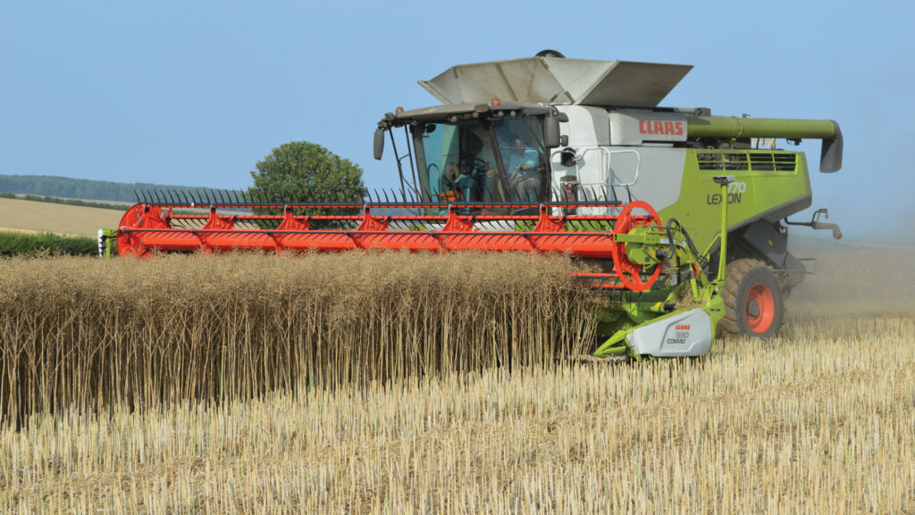 Oilseed rape looks set to bounce back as crop area rises