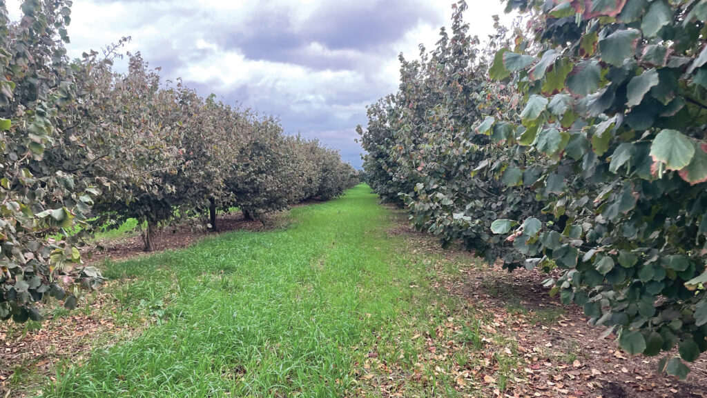 The hazelnut orchard
at Kenton Hall Estate © Louise Impey