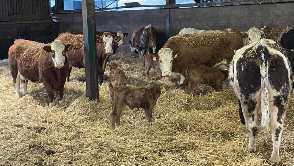 Heifers and calves