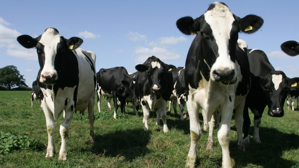 Februdairy campaign urges support for British dairy industry