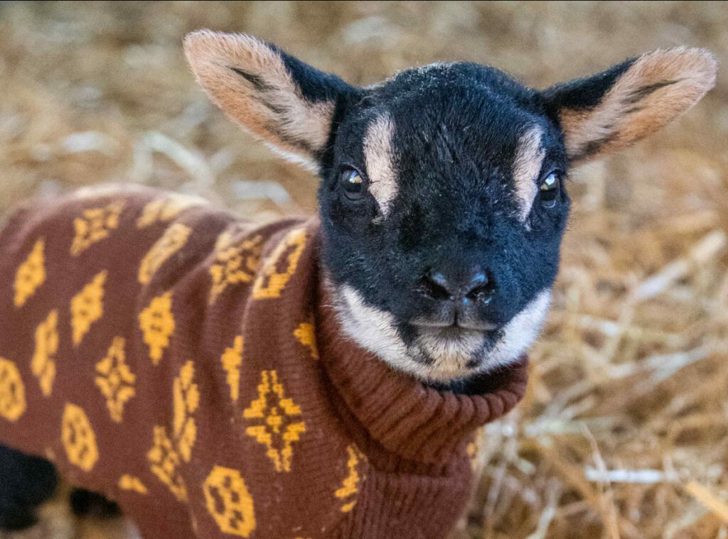 Honey the lamb in a jumper