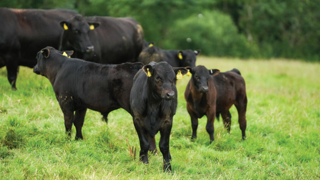 Jonathan Chapman's Aberdeen Angus herd © Emily Fleur