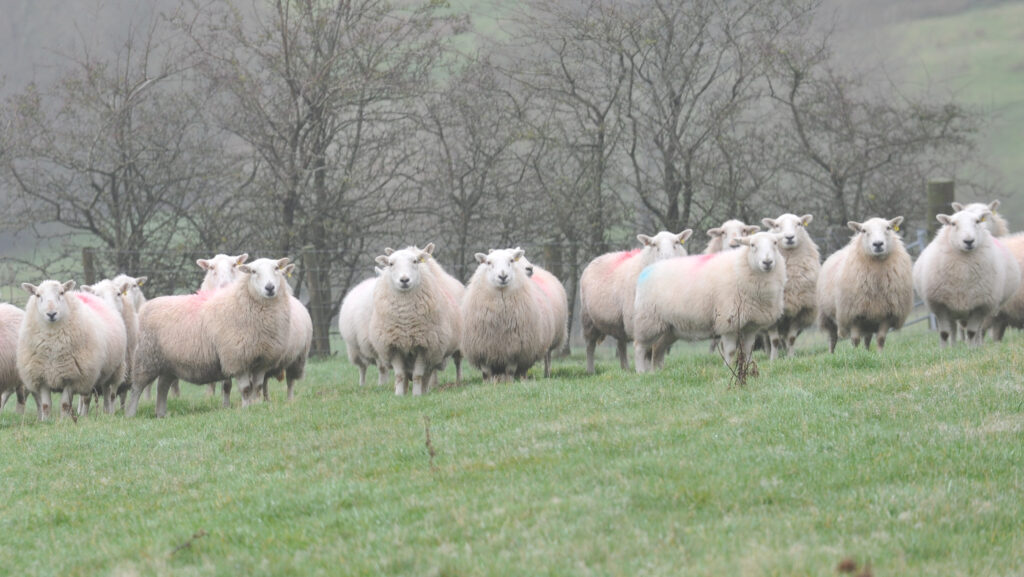 Llysfasi Welsh Mountain ewes © Farming Connect