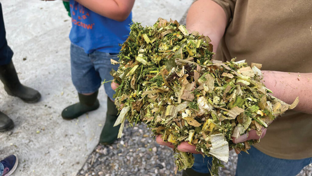 Farmer with a handful of maize and bean silage