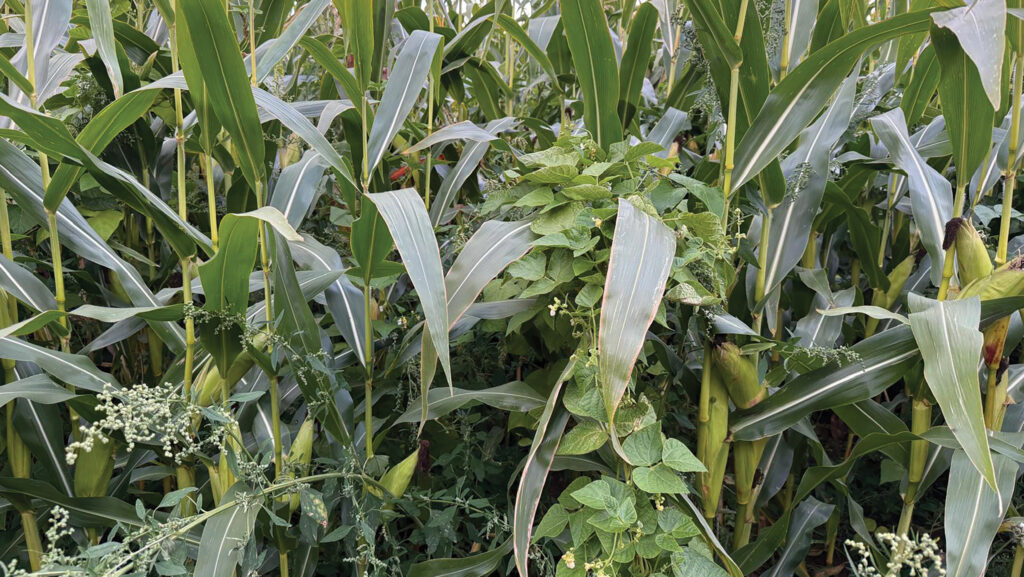 How one farm is trialling a regen approach to forage maize