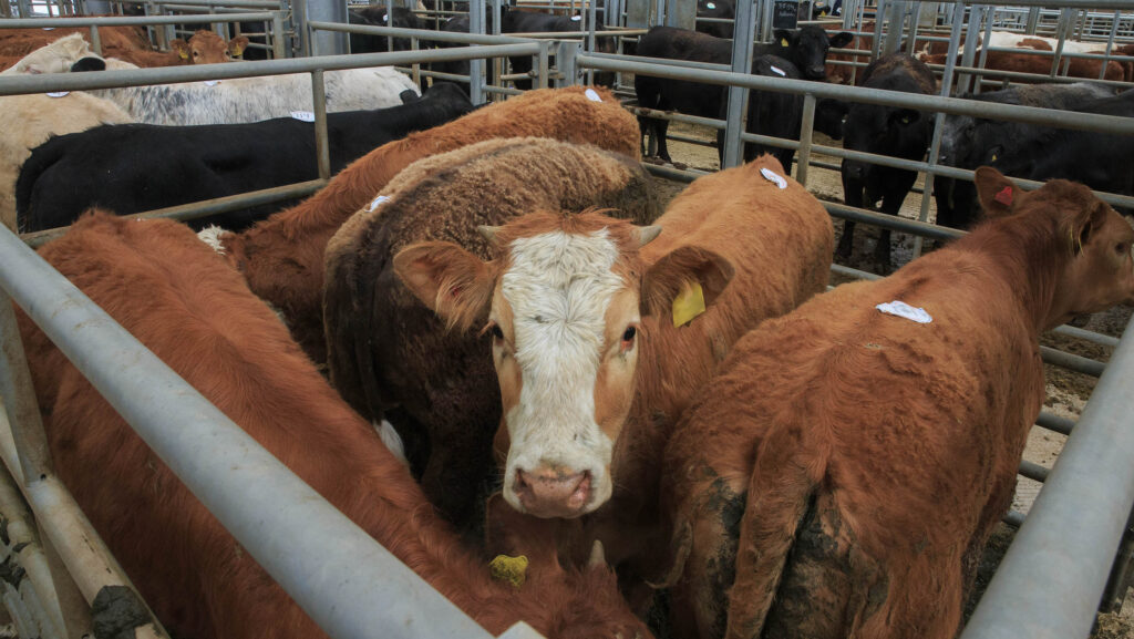 Farmer fined £11,000 for movement and TB testing breaches