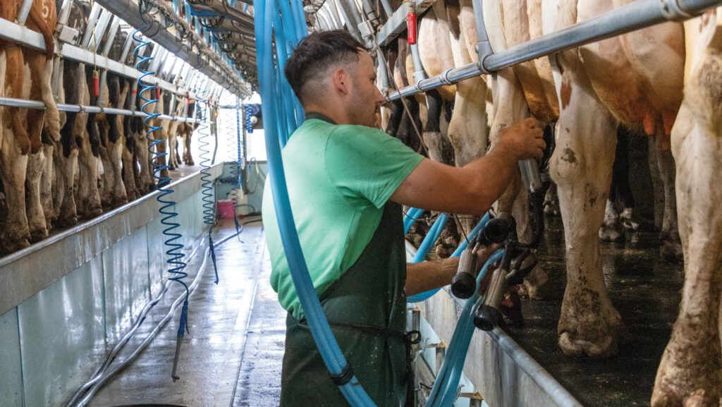 Worker in a milking parlour