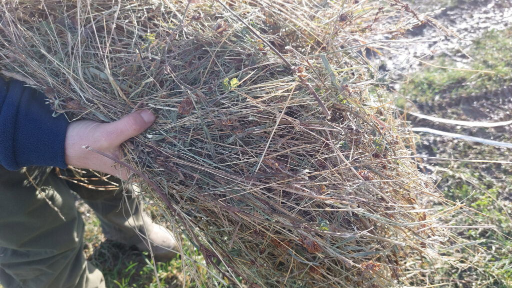 Hand holding a bunch of hay