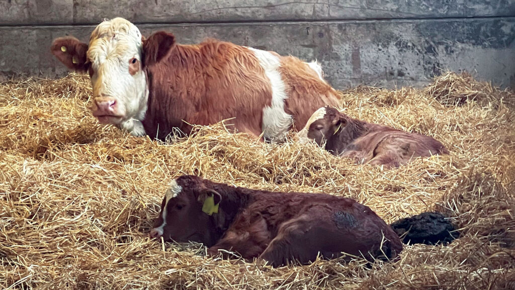 How a vaccine transformed crypto control for one beef system