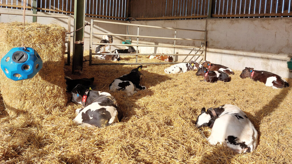 Calves in non-priority pen