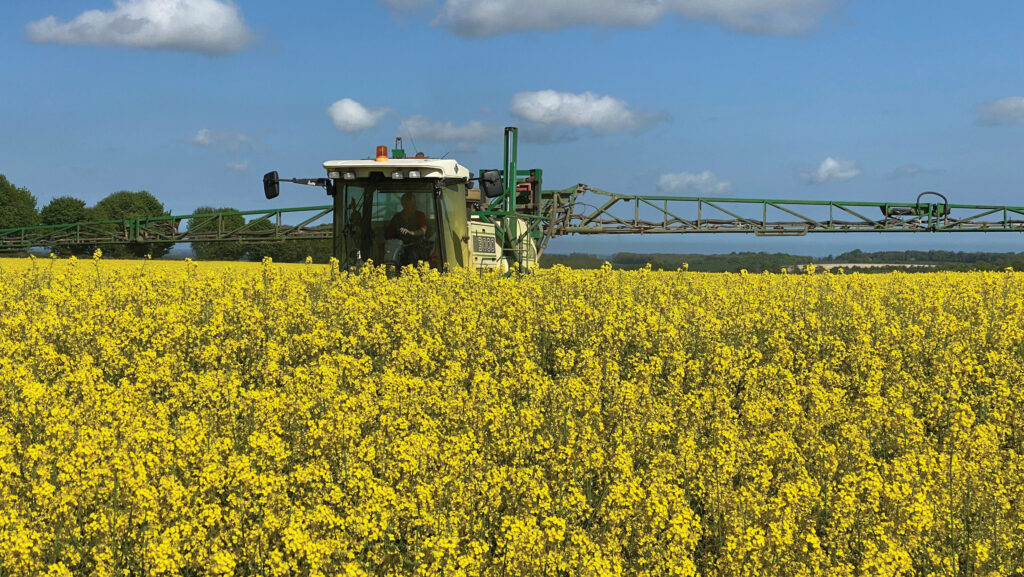 Tim Lamyman's oilseed rape crop © Tim Lamyman