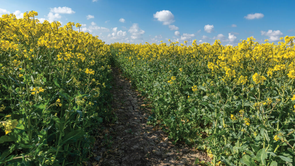 Oilseed rape in flower