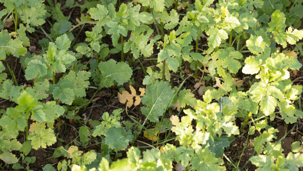 OSR with white mustard as a companion crop