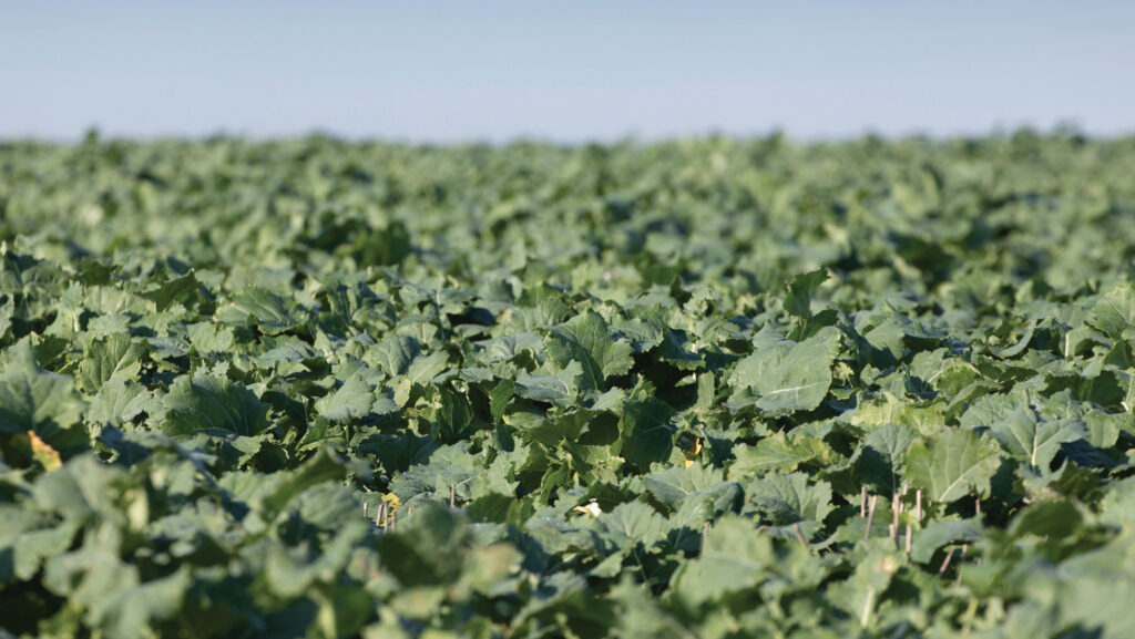 Oilseeds prices rally to near £450/t