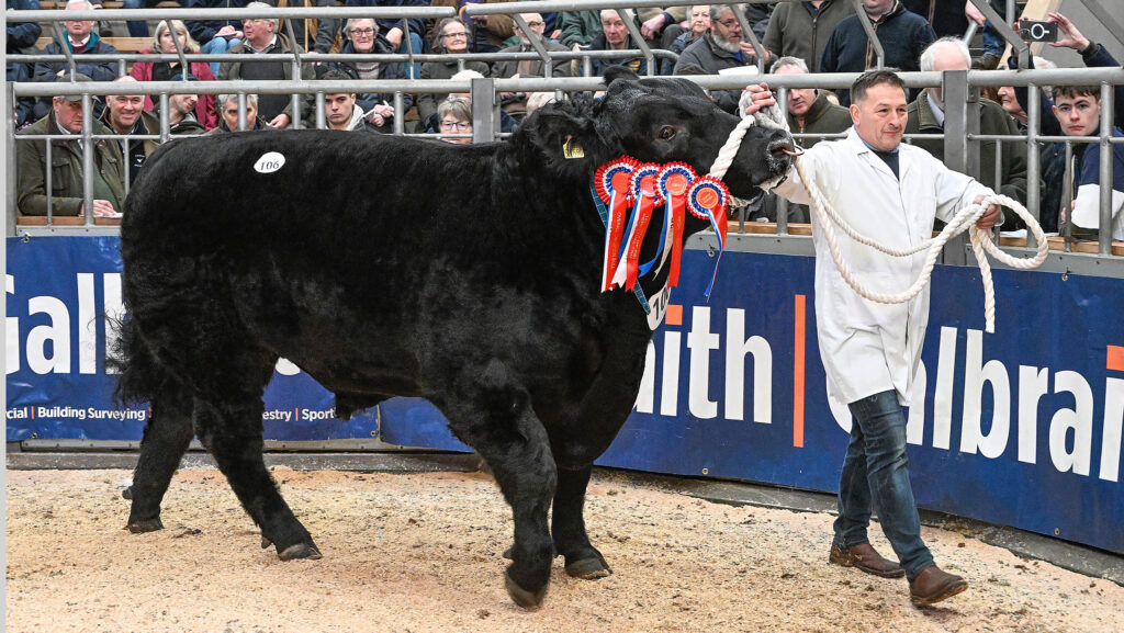 The top price of 60,000gns was achieved by the Overall Champion Aberdeen Angus bull, Duncanziemere Jet © Jim Whyler