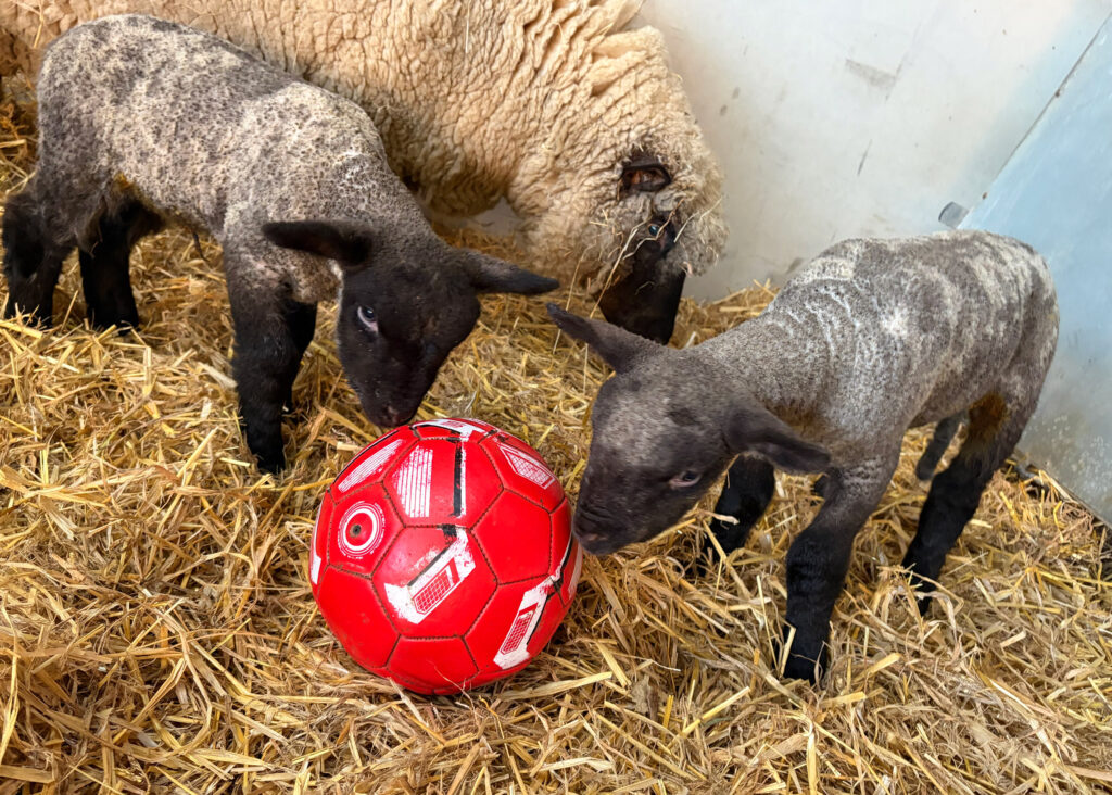 Ram lambs with football 