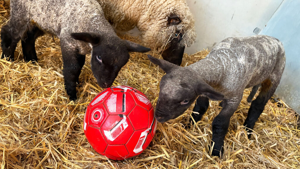Photo of the Week: Football fan lambs enter Pedigree league