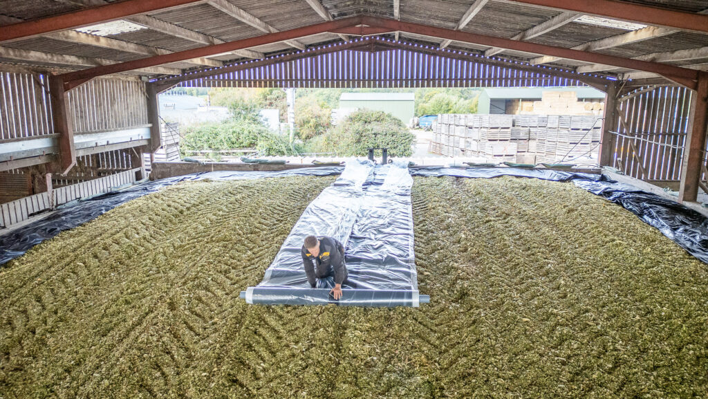 Visqueen Synergy silage cover being rolled out