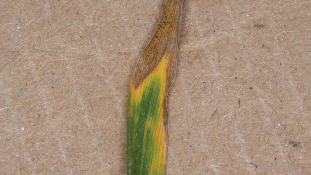 Septoria in winter wheat