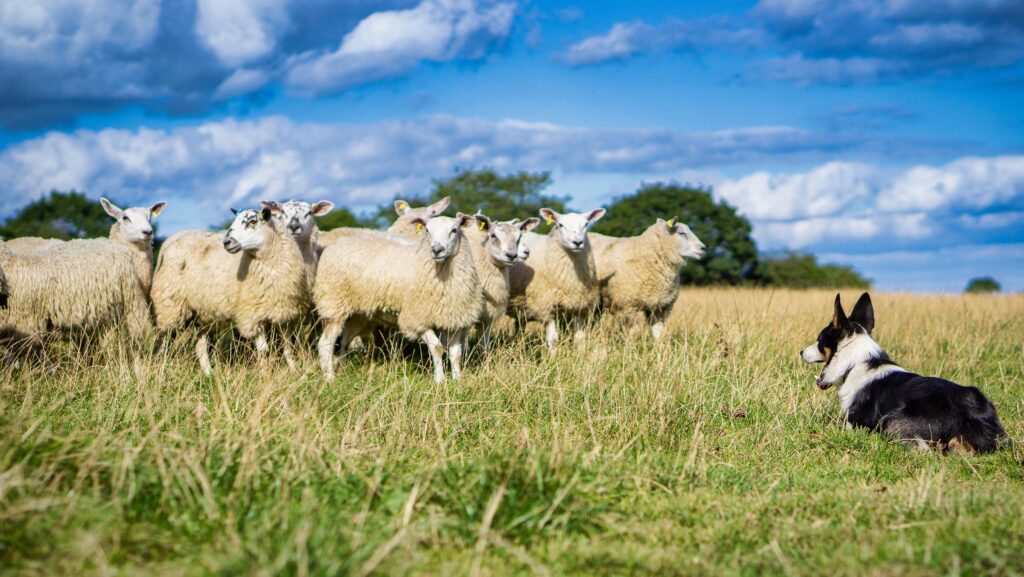Four young UK shepherds to contest European finals