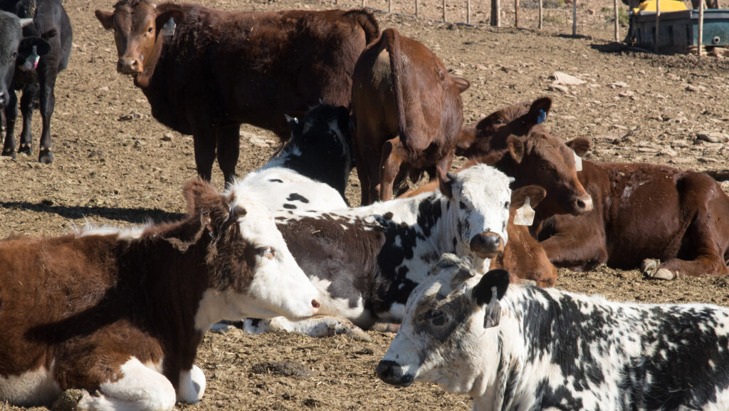 South Africa secure vaccine to tackle foot-and-mouth