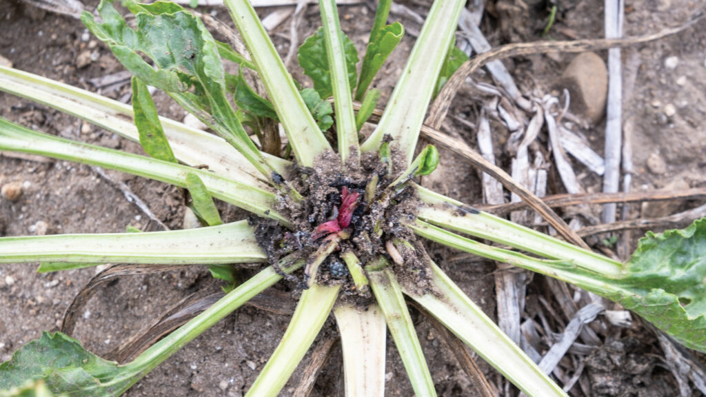 Beet moth threat: What farmers can do to mitigate risk